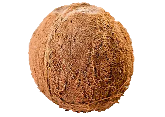 Coconut (Medium)
