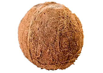 Coconut (Big)
