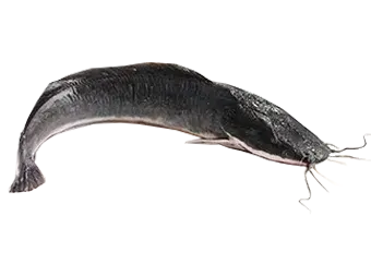 Fresh Catfish - Freshly Processed (Medium)