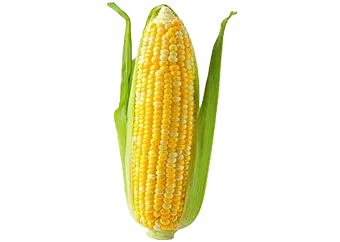Maize