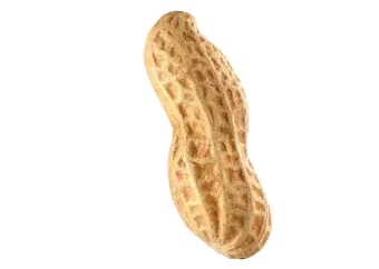 Raw Shelled Groundnuts