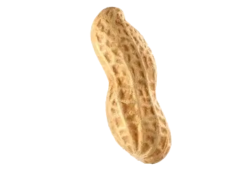 Raw Shelled Groundnuts