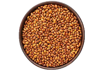 Beans (Drum)