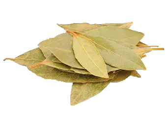 Bay Leaf