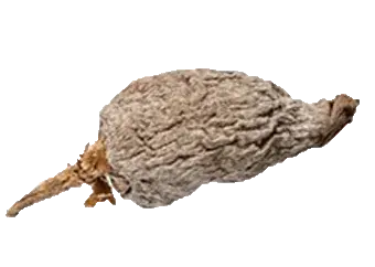 Alligator Pepper