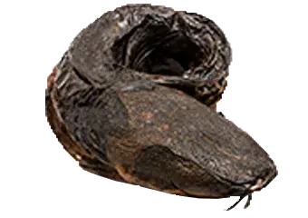 Smoked Catfish - Agric (Medium)