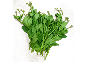 Water Leaf