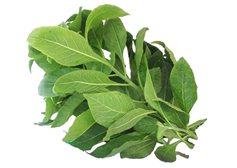 Bitter Leaf