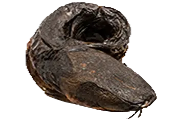 Smoked Catfish - Agric (Medium)