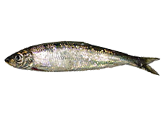 Shawa (Herring)