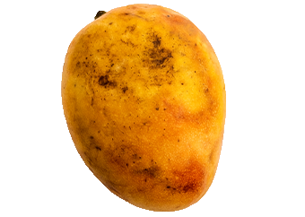 Sheri Mango